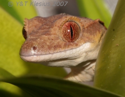 Le gecko a crête