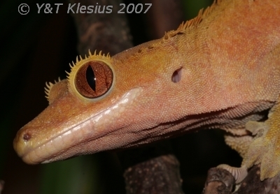 gecko