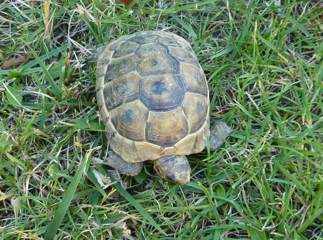 Croissance Poppy Hermann de septembre 2015 1306602553-tortue-5-2