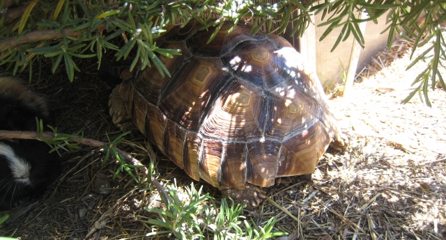 Tortue De Terre à Donner Sur Le Bon Coin ma tortue à chaud : Galerie photos