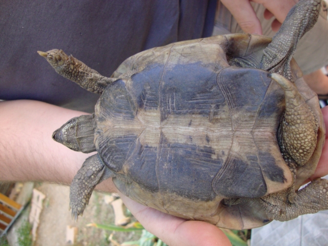 Tortue Femelle Qui Se Prend Pour Un Mâle