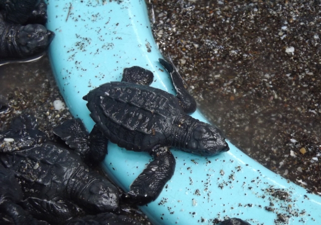 http://reptiles.cheloniophilie.com/images/img/1329617718-kourosh-257.jpg