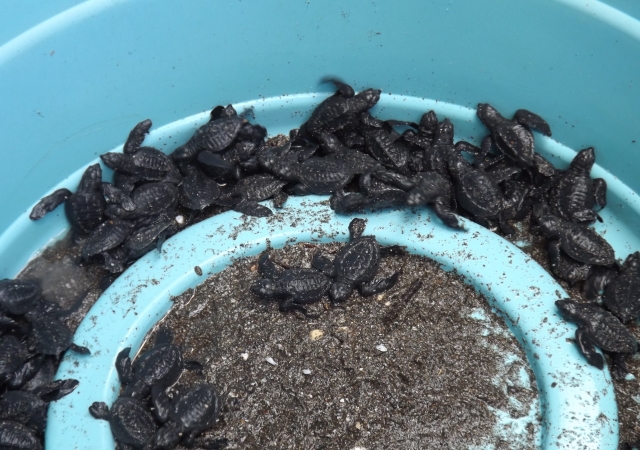 http://reptiles.cheloniophilie.com/images/img/1329618206-kourosh-251.jpg