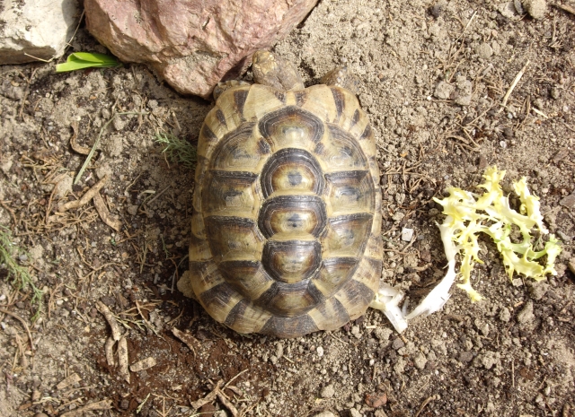 Comment faire hiberner une tortue graeca
