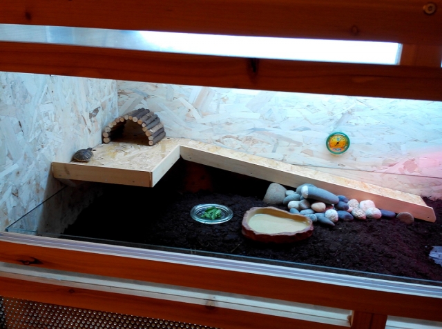Que Mettre Au Fond D'un Terrarium Pour Tortue Hermann