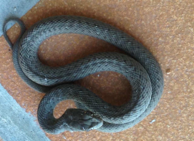 Serpent De Maison | Ventana Blog