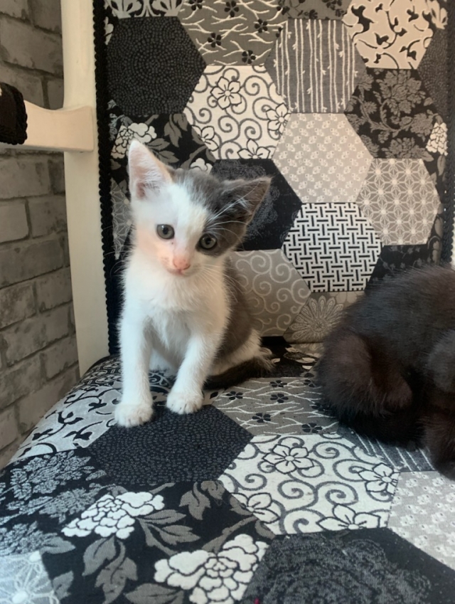 Nos chats à l'adoption 1664363955-img2034